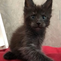 Maine Coon EZ Vrangel
