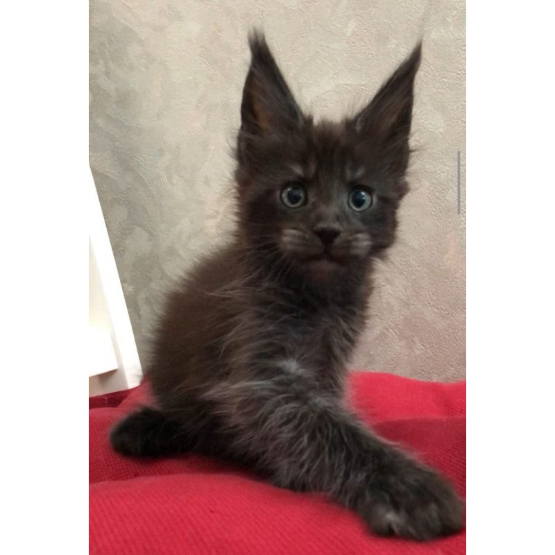 Maine Coon EZ Vrangel