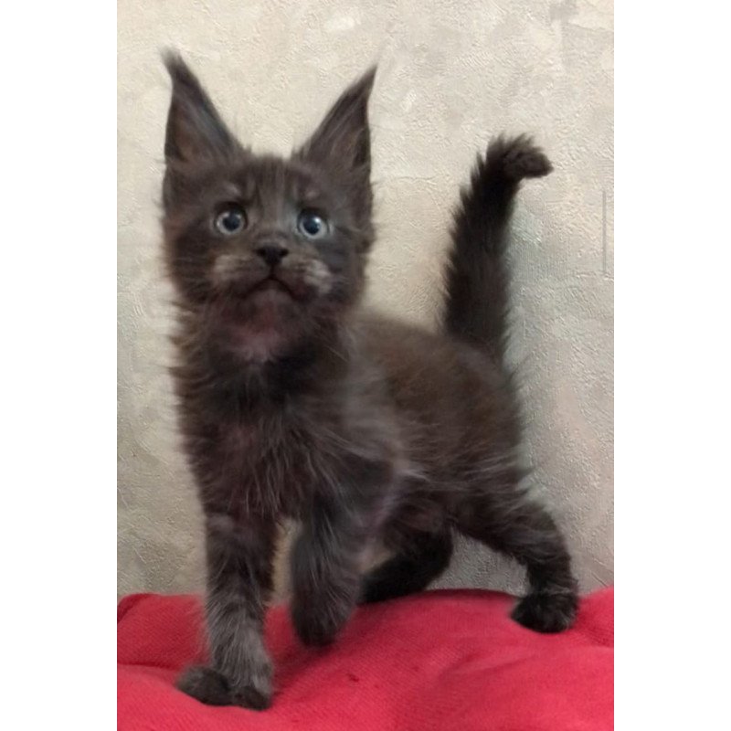 Maine Coon EZ Vrangel