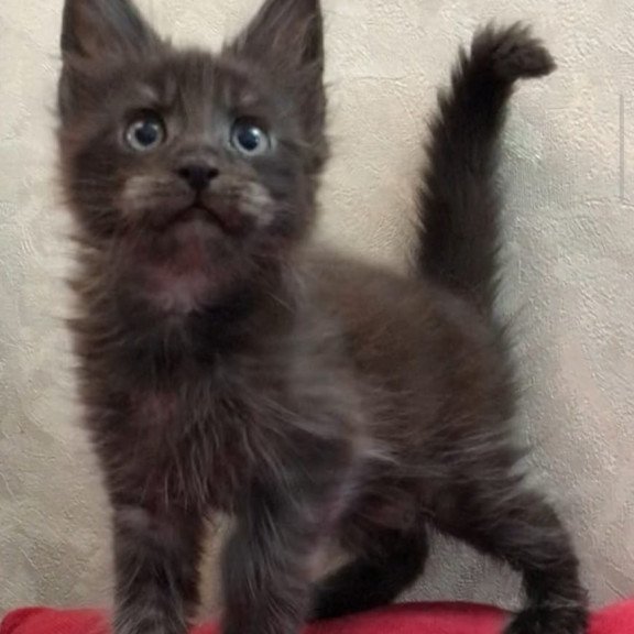 Maine Coon EZ Vrangel