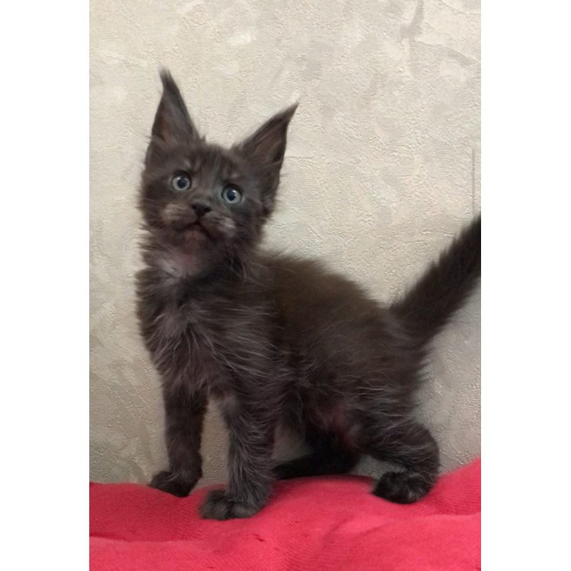 Maine Coon EZ Vrangel