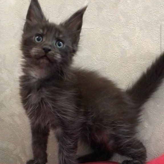 Maine Coon EZ Vrangel