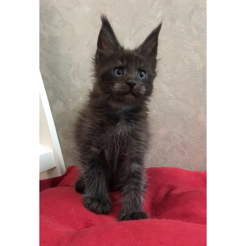 Maine Coon EZ Vrangel