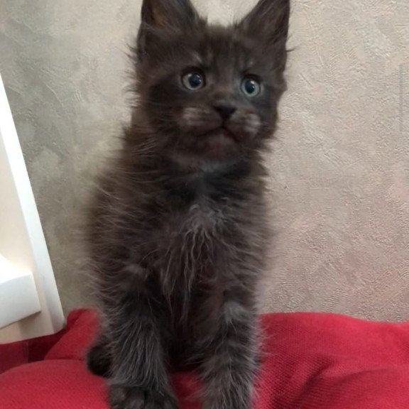 Maine Coon EZ Vrangel