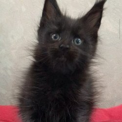 Maine Coon EZ Vlastelina