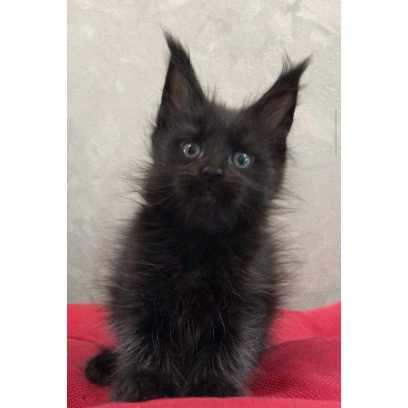 Maine Coon EZ Vlastelina