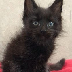Maine Coon EZ Vlastelina