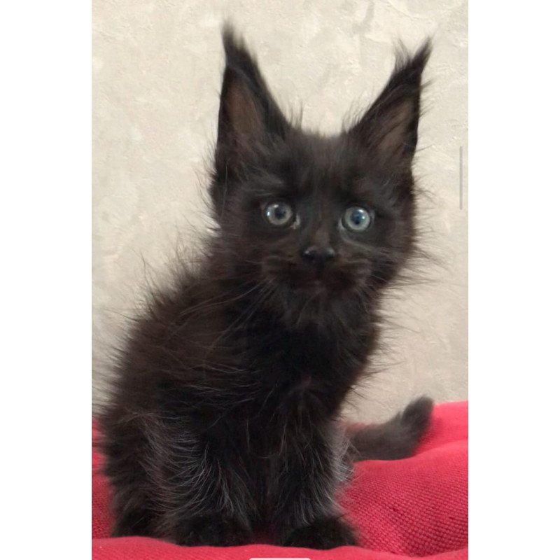 Maine Coon EZ Vlastelina