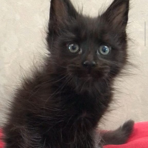 Maine Coon EZ Vlastelina