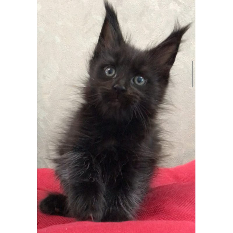 Maine Coon EZ Vlastelina