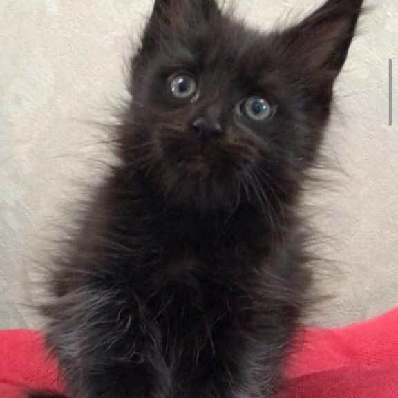 Maine Coon EZ Vlastelina
