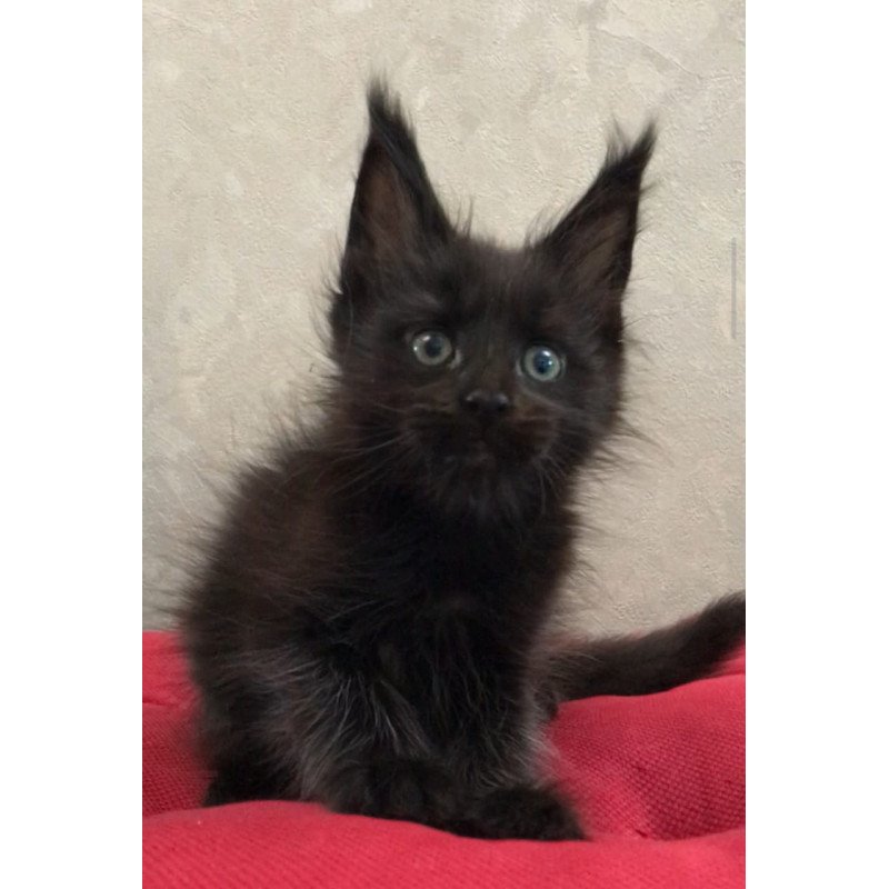Maine Coon EZ Vlastelina