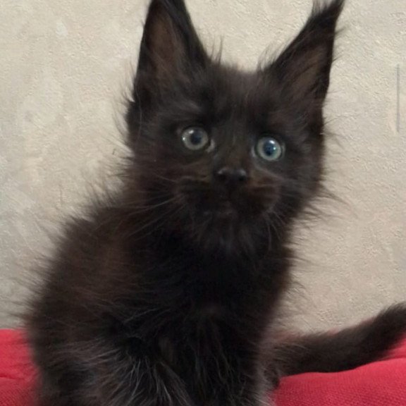 Maine Coon EZ Vlastelina