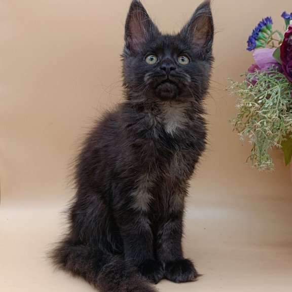 Maine Coon EZ Isabelle