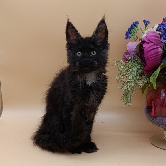 Maine Coon EZ Isabelle