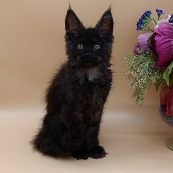 Maine Coon EZ Isabelle