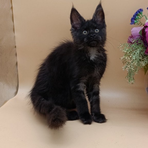 Maine Coon EZ Isabelle