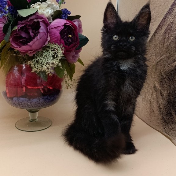 Maine Coon EZ Isabelle