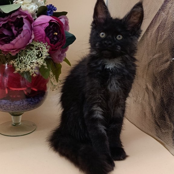 Maine Coon EZ Isabelle