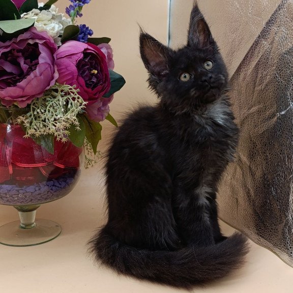 Maine Coon EZ Isabelle