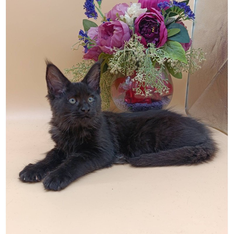Maine Coon EZ Iris
