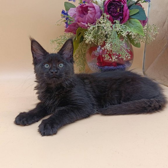 Maine Coon EZ Iris