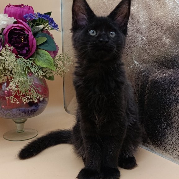 Maine Coon EZ Iris