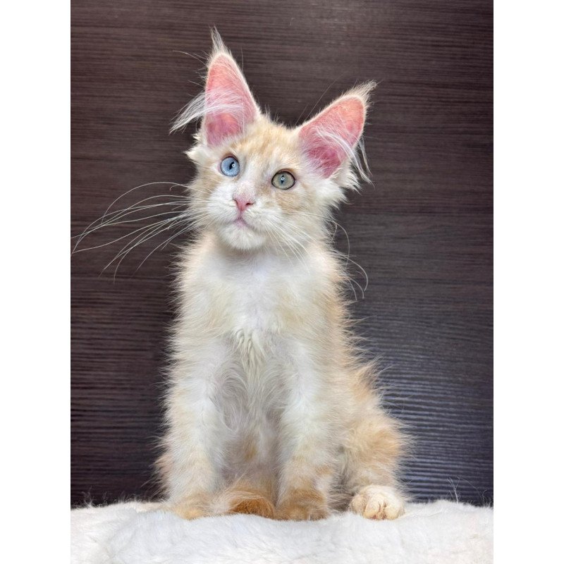 Maine Coon EZ Melvin