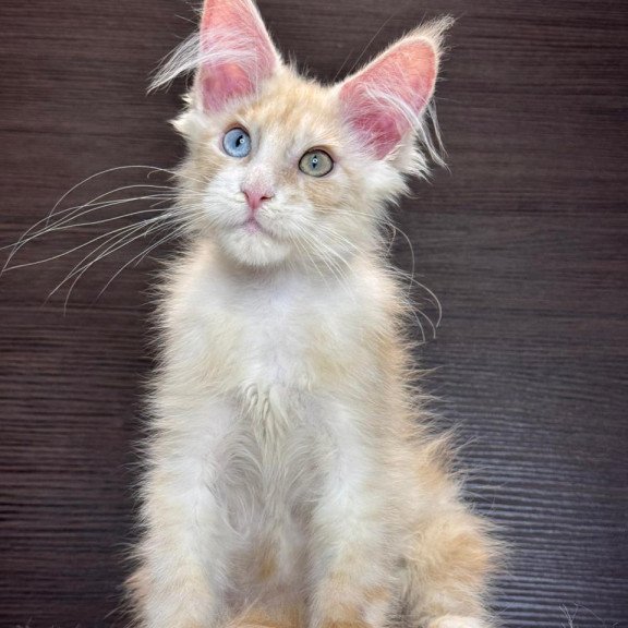 Maine Coon EZ Melvin