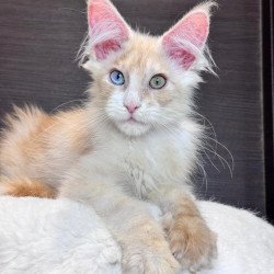 Maine Coon EZ Melvin