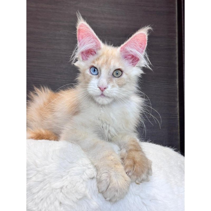 Maine Coon EZ Melvin
