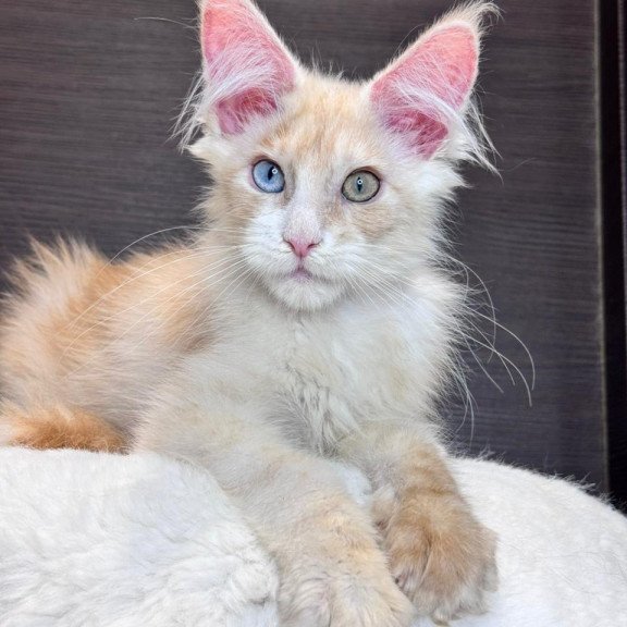 Maine Coon EZ Melvin