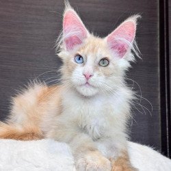 Maine Coon EZ Melvin