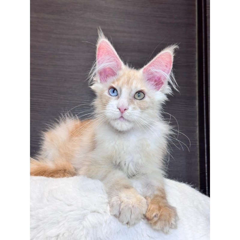 Maine Coon EZ Melvin