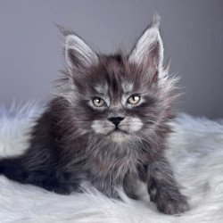 Maine Coon EZ Xemfilda