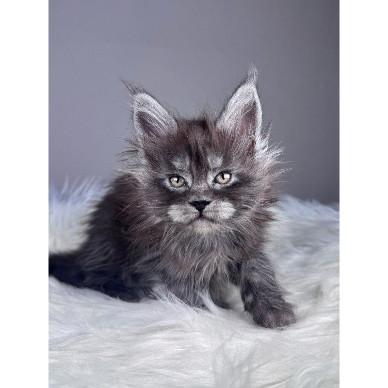 Maine Coon EZ Xemfilda