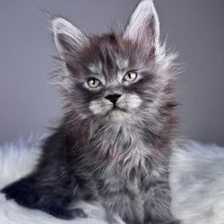 Maine Coon EZ Xemfilda