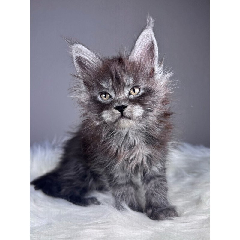 Maine Coon EZ Xemfilda