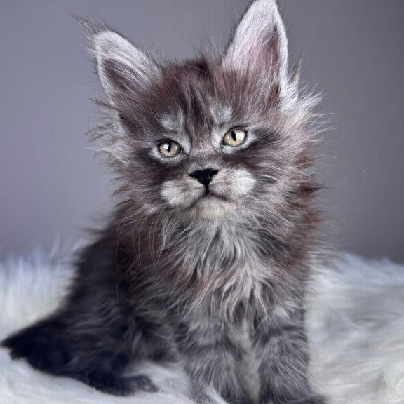 Maine Coon EZ Xemfilda