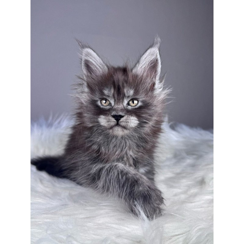 Maine Coon EZ Xemfilda