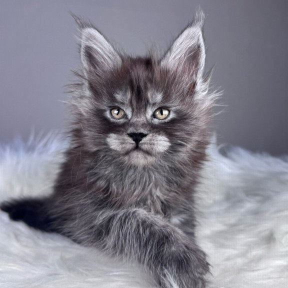 Maine Coon EZ Xemfilda