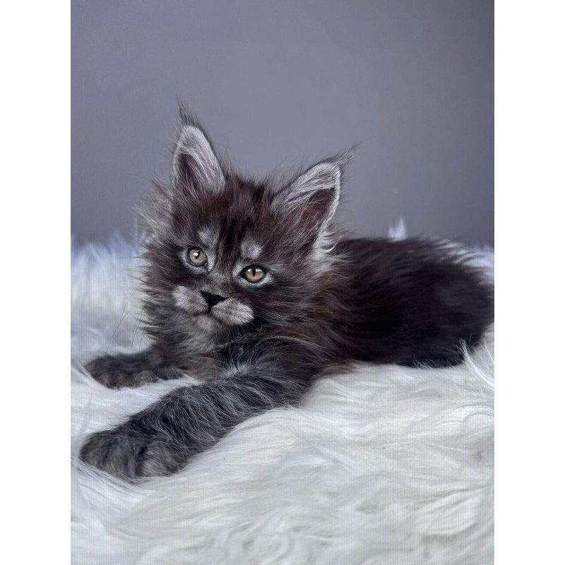 Maine Coon EZ Xemfilda