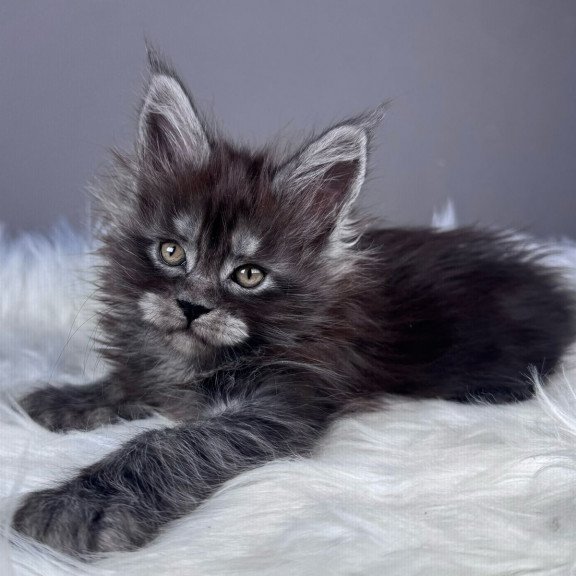 Maine Coon EZ Xemfilda