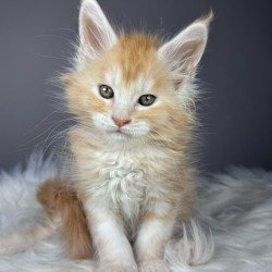 Maine Coon EZ Xolder