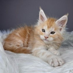 Maine Coon EZ Xolder