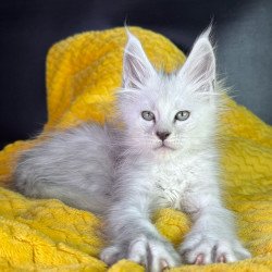 Maine Coon EZ Adrian