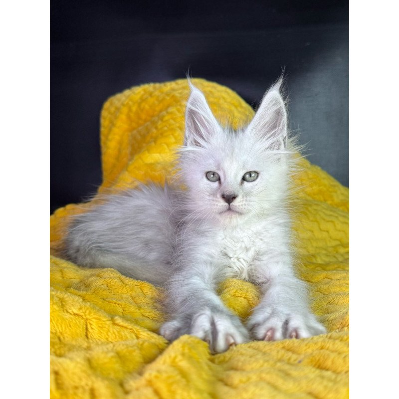 Maine Coon EZ Adrian
