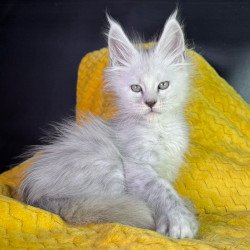 Maine Coon EZ Adrian