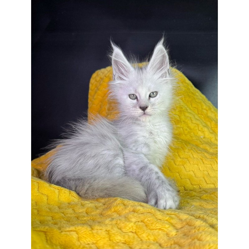 Maine Coon EZ Adrian