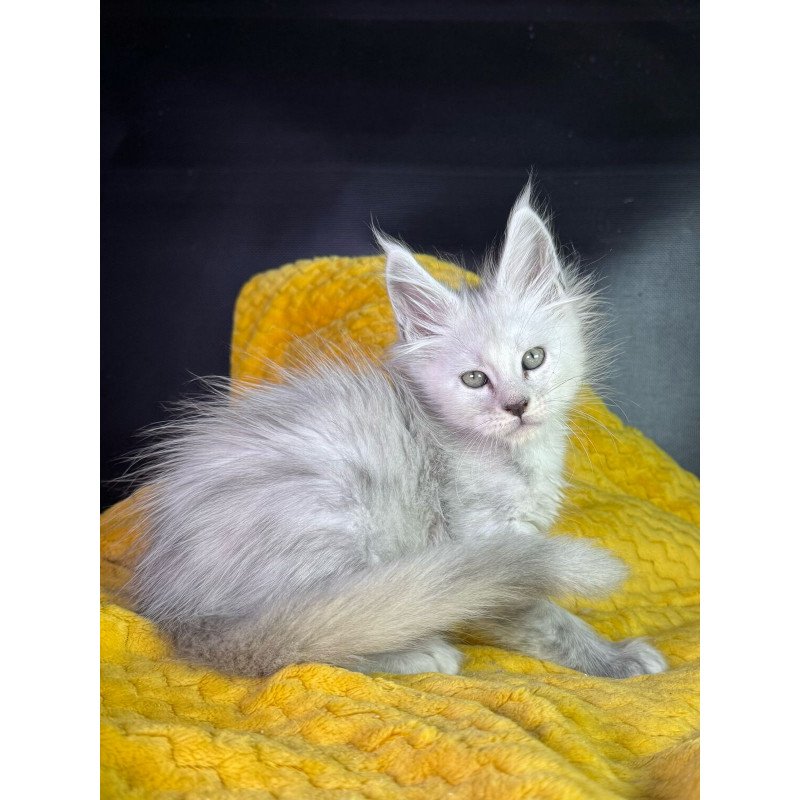 Maine Coon EZ Adrian